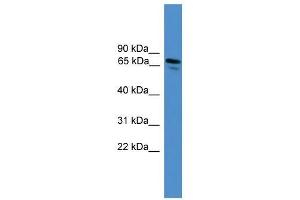 NRP1 antibody used at 0. (Neuropilin 1 antibody  (N-Term))