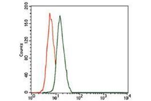 Figure 2: (LMO2 antibody  (AA 1-158))
