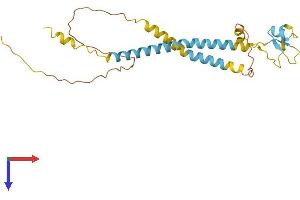 Fragile X Mental Retardation 1 Neighbor (FMR1NB) (AA 1-238) protein (His tag)
