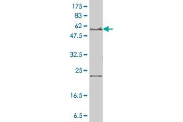 SLC27A4 antibody  (AA 1-237)