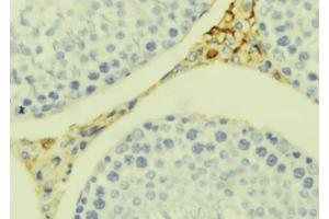 ABIN6273392 at 1/100 staining Mouse testis tissue by IHC-P.