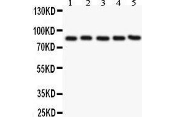 CD31 antibody  (AA 28-382)
