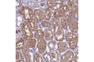 Immunohistochemical staining of human kidney with LHFPL2 polyclonal antibody  shows moderate cytoplasmic positivity in cells in tubules. (LHFPL2 antibody)