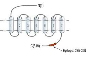 anti-MAS-Related GPR, Member D (MRGPRD) (AA 285-299), (C-Term), (Intracellular) antibody