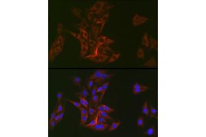 Immunofluorescence analysis of BALB-3T3 cells using DOK1 Rabbit mAb (ABIN7266831) at dilution of 1:100 (40x lens). (DOK1 antibody)
