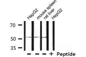 Western blot analysis of extracts from HepG2, mouse spleen, rat liver , using OCT2 Antibody. (Oct-2 antibody)