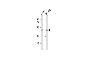 Lane 1: A431, Lane 2: HL-60 cell lysates, probed with ATG4D (222CT15. (ATG4D antibody)