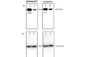 Western Blotting (WB) image for Revitablot™ Western Blot Stripping Buffer (ABIN1607927)