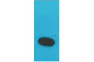 Western Blot (WB) analysis of Recombinant Human TNF a Protein with TNF alpha Rabbit Polyclonal Antibody diluted at 1:2000. (TNF alpha antibody)