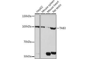 Western blot analysis of extracts of various cell lines, using T pAb (ABIN7270794) at 1:1000 dilution. (TAB3 antibody)