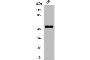 Western Blot analysis of K562 cells using E4BP4 Polyclonal Antibody (NFIL3 antibody  (Internal Region))