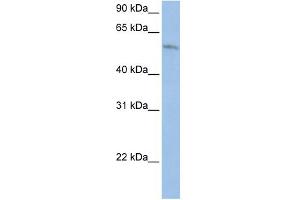 WB Suggested Anti-FAM20C Antibody Titration:  0. (FAM20C antibody  (Middle Region))