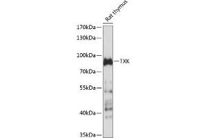 Western blot analysis of extracts of rat thymus, using TXK antibody (ABIN7271114) at 1:1000 dilution. (TXK antibody  (AA 1-180))