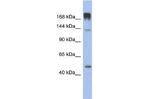 WB Suggested Anti-SLIT3 Antibody Titration: 0. (SLIT3 antibody  (N-Term))