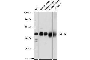 Western blot analysis of extracts of various cell lines, using CYTH1 antibody (ABIN6290272) at 1:1000 dilution.