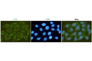 Immunocytochemistry staining of HeLa cells fixed with -20 °C Methanol and using GSK-3β mouse mAb (dilution 1:200). (GSK3 beta antibody)