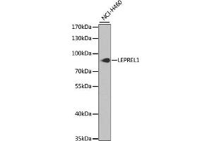 Western blot analysis of extracts of NCI-H460 cells, using LEPREL1 antibody (ABIN6132021, ABIN6143146, ABIN6143147 and ABIN6224093) at 1:1000 dilution. (LEPREL1 antibody  (AA 400-700))