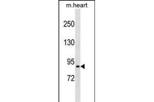 PRRT4 Antibody (C-term) (ABIN1537435 and ABIN2849686) western blot analysis in mouse heart tissue lysates (35 μg/lane).