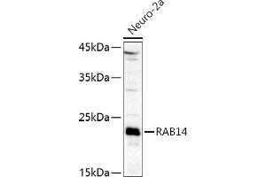 Western blot analysis of extracts of Neuro-2a cells, using R antibody (ABIN6128589, ABIN6146549, ABIN6146550 and ABIN6216493) at 1:1000 dilution. (RAB14 antibody  (AA 126-215))