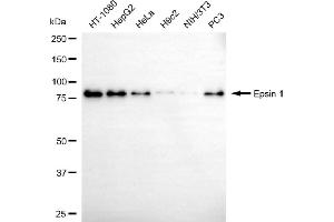 anti-Epsin 1 (EPN1) antibody