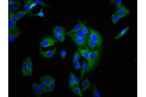 Immunofluorescence staining of HepG2 cells with ABIN7145263 at 1:200, counter-stained with DAPI. (BCAM antibody  (AA 447-547))