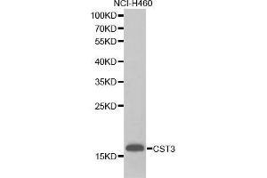 Western blot analysis of extracts of NCI-H460 cell lines, using CST3 antibody.