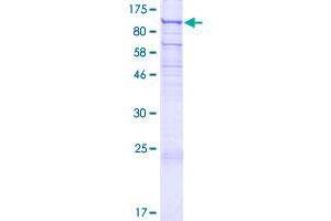 UNC45B Protein (AA 1-850) (GST tag)