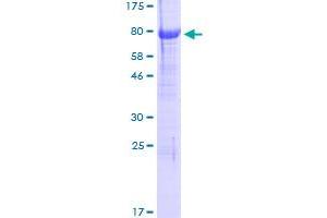 NGFR Protein (AA 1-427) (GST tag)