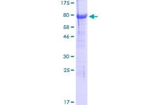 NGFR Protein (AA 1-427) (GST tag)