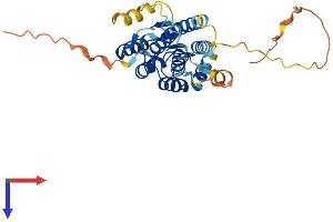 AlphaFold protein structure predicition of Mouse Recombinant Lrrc75b Protein, UniprotID Q7TPD7 (LRRC75B/FAM211B Protein (AA 1-306) (His tag))