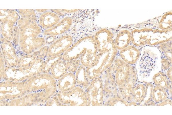 IL-9 antibody  (AA 19-144)