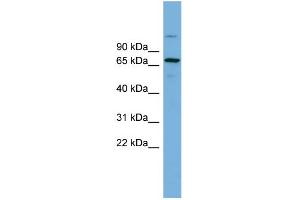 WB Suggested Anti-BRAP Antibody Titration:  0.