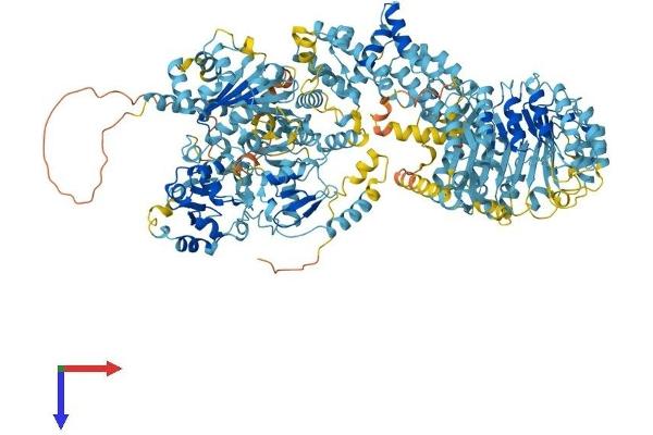NAIP Protein (AA 1-1403) (His tag)