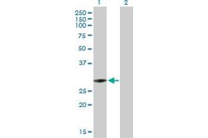 Western Blot analysis of TFAM expression in transfected 293T cell line by TFAM MaxPab polyclonal antibody. (TFAM antibody  (AA 1-246))
