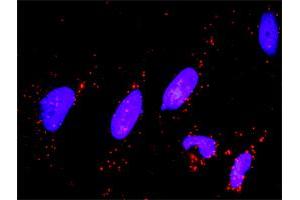Proximity Ligation Analysis of protein-protein interactions between MAPK3 and DUSP1. (DUSP1 antibody  (AA 305-367))