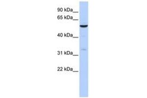 Image no. 1 for anti-Zinc Finger Protein 266 (ZNF266) (N-Term) antibody (ABIN6742811)