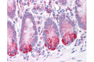 LRRC59 antibody  (N-Term)