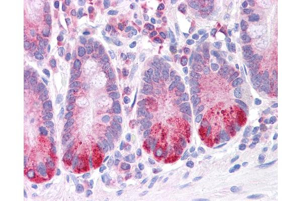 LRRC59 antibody  (N-Term)