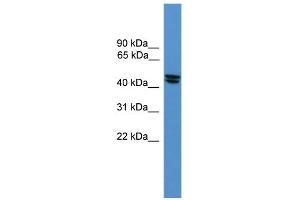 WB Suggested Anti-OPRL1 Antibody Titration: 0. (OPRL1 antibody  (Middle Region))
