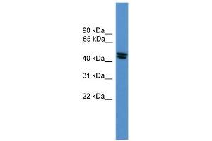 OPRL1 antibody  (Middle Region)