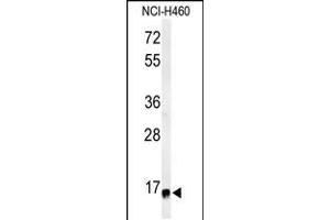Western blot analysis of RPS13 Antibody in NCI-H460 cell line lysates (35ug/lane)