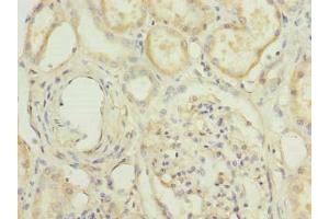 HPCAL1 antibody  (AA 2-193)