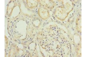 Immunohistochemistry of paraffin-embedded human kidney tissue using ABIN7155221 at dilution of 1:100 (HPCAL1 antibody  (AA 2-193))