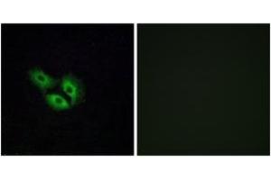 Immunofluorescence analysis of A549 cells, using OR4E2 Antibody. (OR4E2 antibody  (AA 228-277))