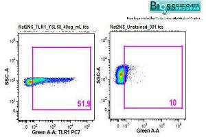 Rat splenocytes stained with Anti-TLR1 Polyclonal Antibody, PE-CY7 Conjugated (ABIN736386) at 1:25. (TLR1 antibody  (AA 101-200))