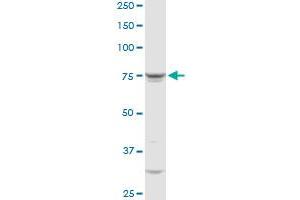 Western Blotting (WB) image for anti-Glutaminyl-tRNA Synthetase (QARS) (AA 1-775) antibody (ABIN519576)