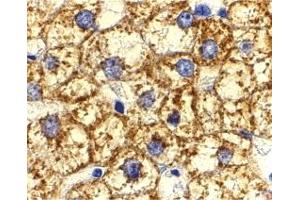 Immunohistochemistry (IHC) image for anti-V-Akt Murine Thymoma Viral Oncogene Homolog 1 (AKT1) (N-Term) antibody (ABIN1031225) (AKT1 antibody  (N-Term))