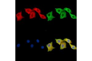 ABIN7095992 and ABIN7100054 staining Hela cells by IF/ICC. (SNAP47 antibody)