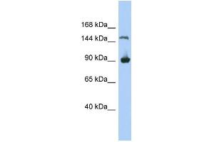 WB Suggested Anti-MGC50722 Antibody Titration: 0. (MGC50722 antibody  (N-Term))