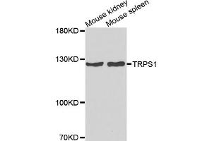 Western blot analysis of extracts of various cell lines, using TRPS1 antibody (ABIN5974943) at 1/1000 dilution. (TRPS1 antibody)